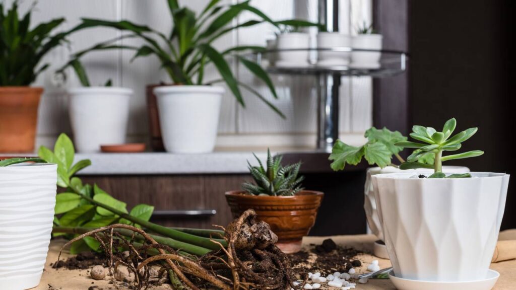 Minha avó tinha razão: essa é a planta que nem eu consegui matar - Créditos: depositphotos.com / j_ilina