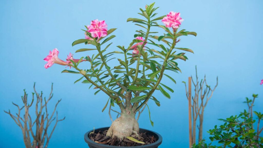 Rosa-do-deserto precisa de sol, solo seco e poda certa para florescer com vigor Créditos: depositphotos.com / khuntapoldep