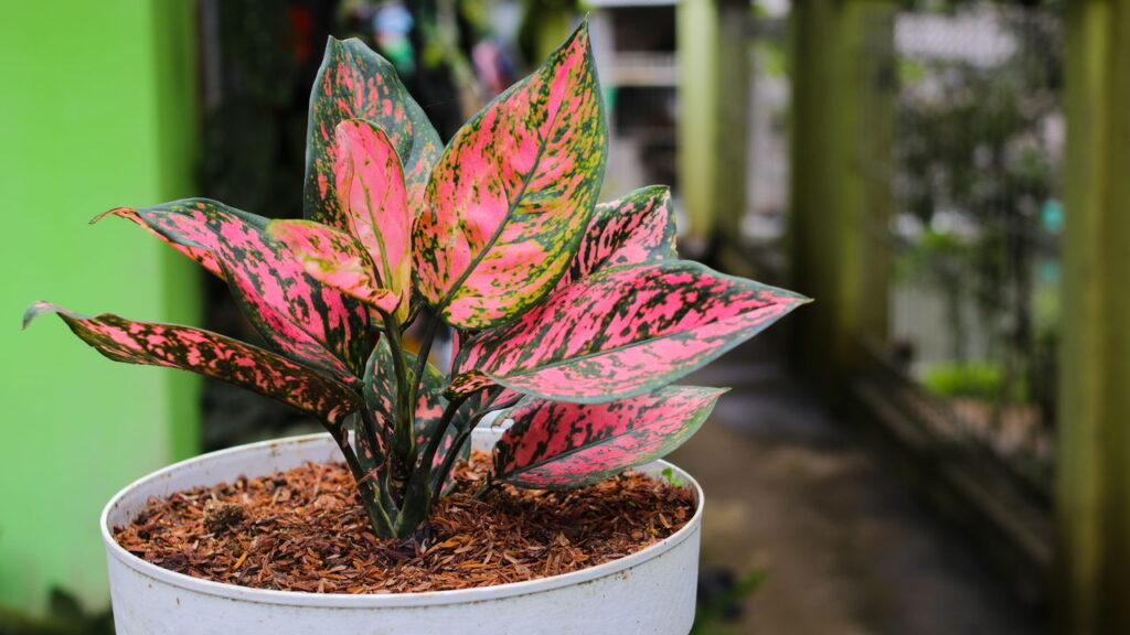 Aglaonema (Créditos: depositphotos.com / jamaludinyusup)