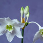 Essa flor se destacou como a melhor opção para quem procura facilidade e sofisticação / Créditos: depositphotos.com / vasyl.rohan