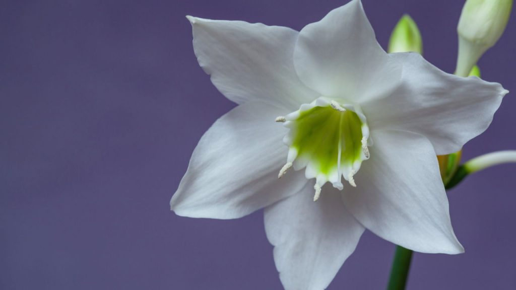 Esse tipo de flor é essencial para arranjos singulares e minimalistas / Créditos: depositphotos.com / vasyl.rohan