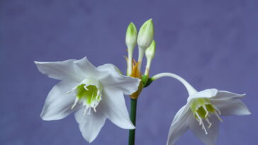 Essa flor se destacou como a melhor opção para quem procura facilidade e sofisticação / Créditos: depositphotos.com / vasyl.rohan