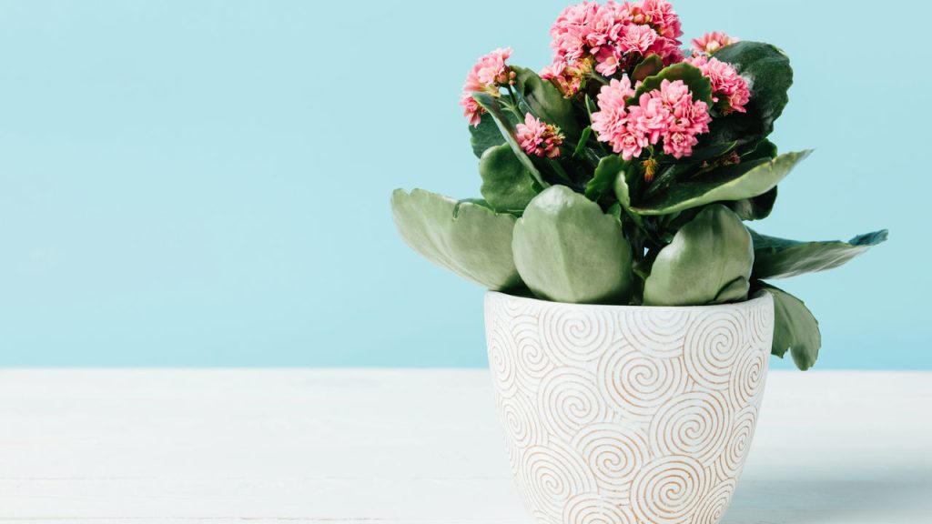 Poda regular estimula novas flores (Créditos: depositphotos.com / MicEnin)