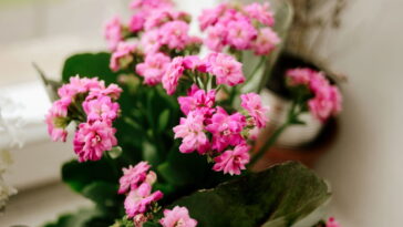 Luz indireta é o segredo para flores vibrantes (Créditos: depositphotos.com / Sonyachny)