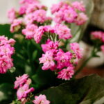 Luz indireta é o segredo para flores vibrantes (Créditos: depositphotos.com / Sonyachny)