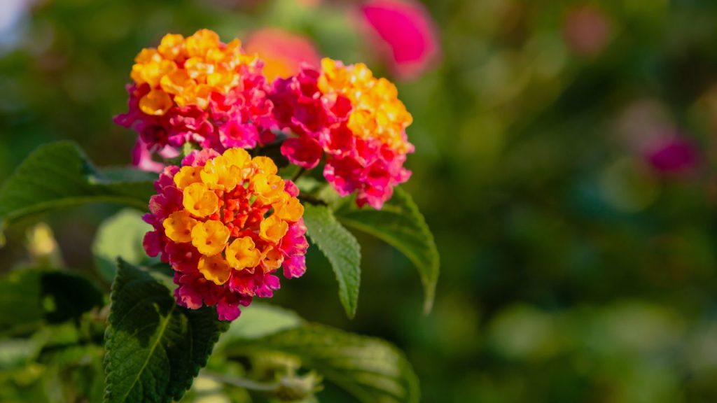 Regue somente quando o solo estiver seco na superfície (Créditos: depositphotos.com / ovju@yandex.ru)