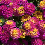 A poda anual no final do inverno estimula novas flores e fortalece a planta (Créditos: depositphotos.com / Christian)