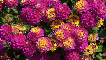 A poda anual no final do inverno estimula novas flores e fortalece a planta (Créditos: depositphotos.com / Christian)