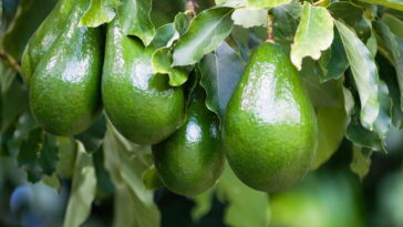 Abacate // Créditos: depositphotos.com / microgen