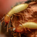 Cupins - Créditos: (depositphotos.com / naibankfotos)