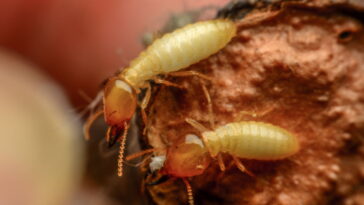 Cupins - Créditos: (depositphotos.com / naibankfotos)