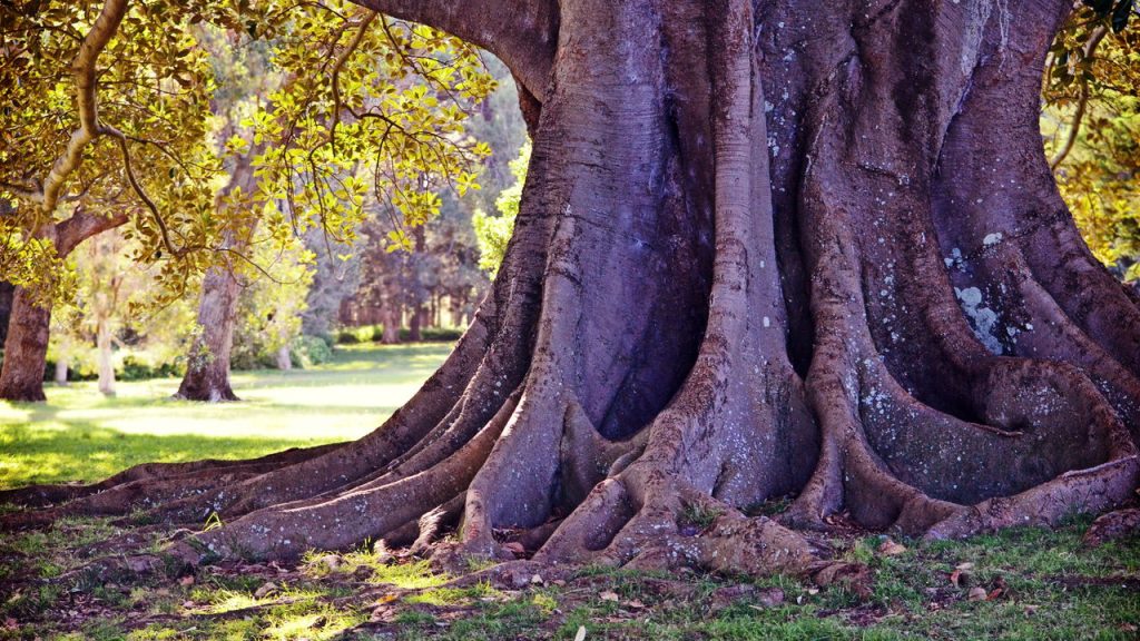 Árvore figueira gigante // Créditos: depositphotos.com / KHBlack