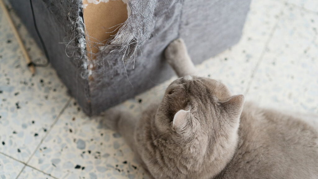 Se o seu gato transformou o sofá em brinquedo favorito, você não está sozinho - Créditos: depositphotos.com / InnaReznik