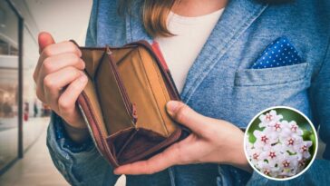 Segundo superstições, essa planta espanta o dinheiro do seu lar / Créditos: depositphotos.com / andriano_cz/Créditos: depositphotos.com / Noppharat_th