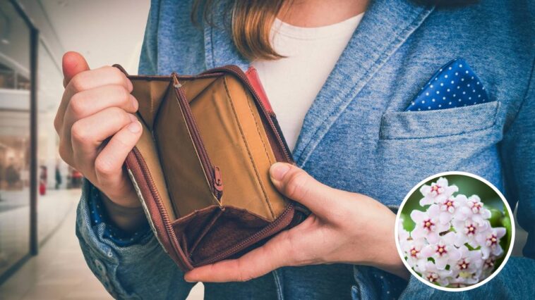 Segundo superstições, essa planta espanta o dinheiro do seu lar / Créditos: depositphotos.com / andriano_cz/Créditos: depositphotos.com / Noppharat_th