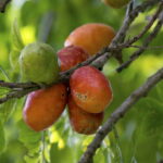 Ciriguelas - Créditos: depositphotos.com / f.calmon.me.com