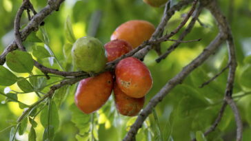 Ciriguelas - Créditos: depositphotos.com / f.calmon.me.com