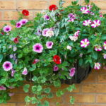 Surfinia (Créditos: depositphotos.com / doethion)