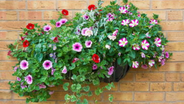 Surfinia (Créditos: depositphotos.com / doethion)