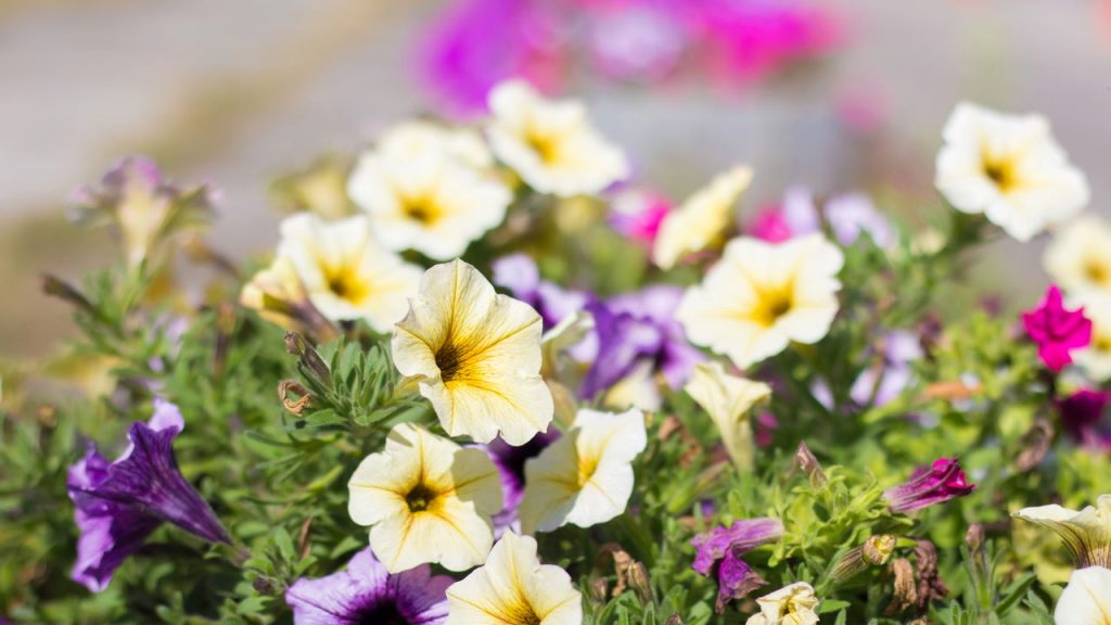 Surfinia (Créditos: depositphotos.com / 0635925410)