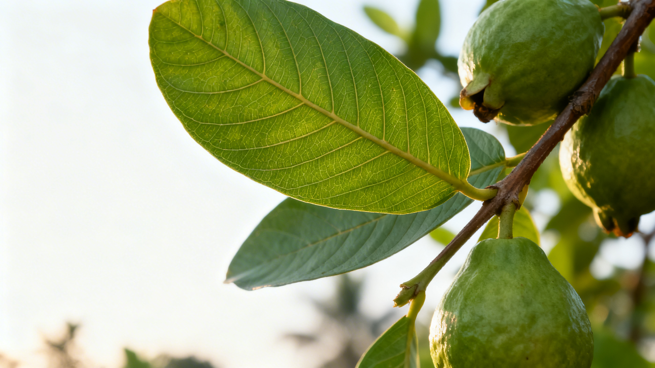 Folhas sadias da goiabeira usadas com cuidado no preparo do chá.