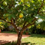 A árvore queridinha do quintal brasileiro que dá fruta o ano inteiro, sombra e até suas folhas viram chá