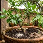 Colocar arroz cru na terra ao redor de um limoeiro: quais são os benefícios e para que serve