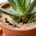 Com três colheres desse ingrediente, a babosa se multiplica e ganha folhas grossas em pouco tempo