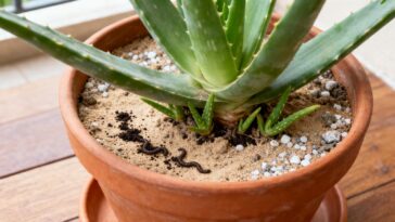 Com três colheres desse ingrediente, a babosa se multiplica e ganha folhas grossas em pouco tempo