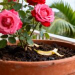Com uma casca de banana por semana, as rosas voltam a florescer com cores intensas
