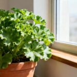 Planta que espanta mosquito, cresce na sombra e perfuma a casa inteira durante todo o ano