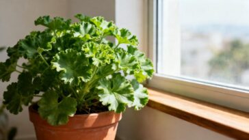 Planta que espanta mosquito, cresce na sombra e perfuma a casa inteira durante todo o ano