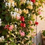 Planta trepadeira que cobre o muro em poucos meses, dá flores coloridas e espanta insetos do quintal