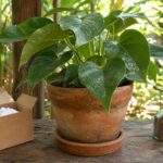 Espalhar bicarbonato de sódio em vasos de flores e no jardim: para que serve e por que é recomendado