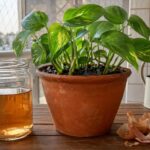Jogar casca de cebola na água de regar as plantas: para que serve e por que é recomendado fazer toda semana