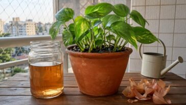 Jogar casca de cebola na água de regar as plantas: para que serve e por que é recomendado fazer toda semana