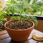 Nem café nem cascas de ovo: fertilizante caseiro considerado ouro verde para revitalizar e fazer as plantas crescerem