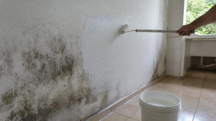 Passo a passo: como fazer uma tinta antimofo caseira para paredes úmidas sem precisar de produto industrializado